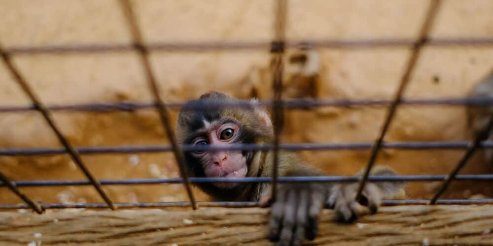 Monkey climbing up on a fence