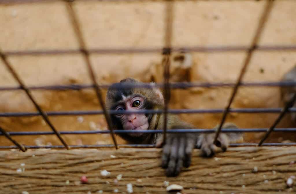 Monkey climbing up on a fence