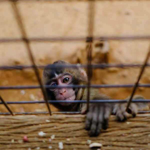 Monkey climbing up on a fence