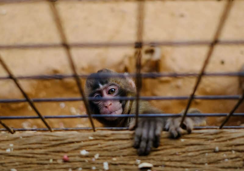 Monkey climbing up on a fence