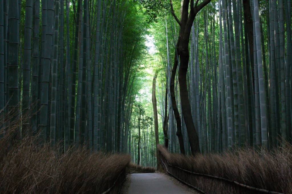 arashiyama day trip