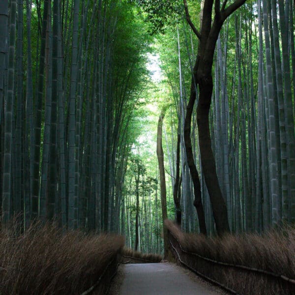 Tall bamboo trees surrounding a winding path in Kyoto