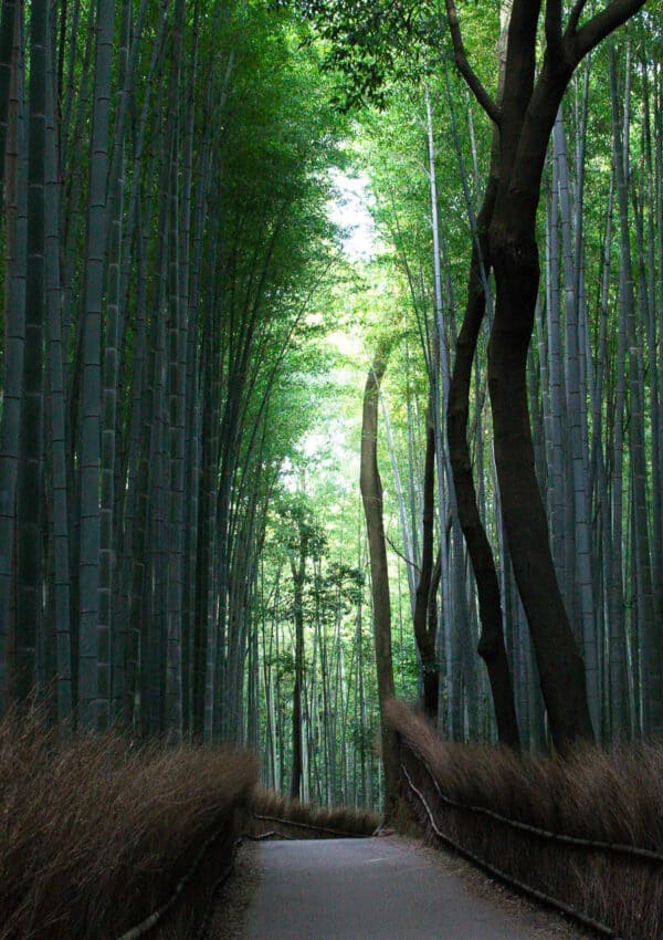 Kyoto Itinerary: One day in Arashiyama