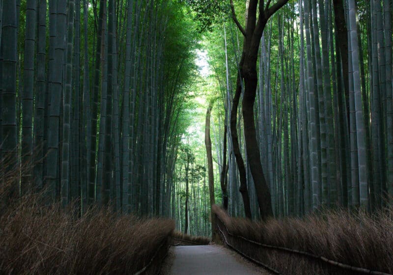 Tall bamboo trees surrounding a winding path in Kyoto