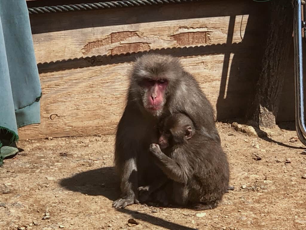 Monkey and a baby