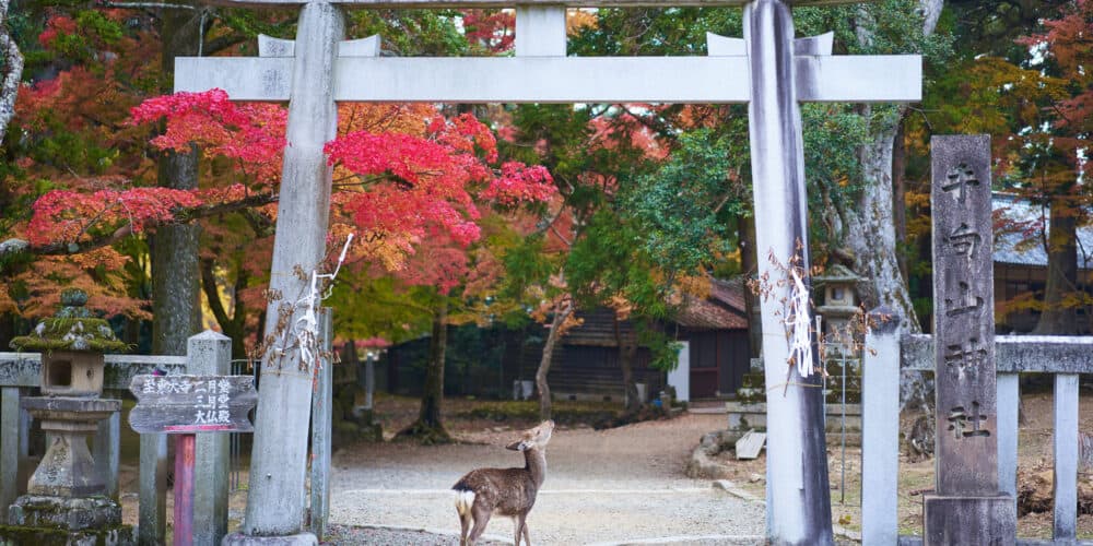 Deer looking up under gray torii gate