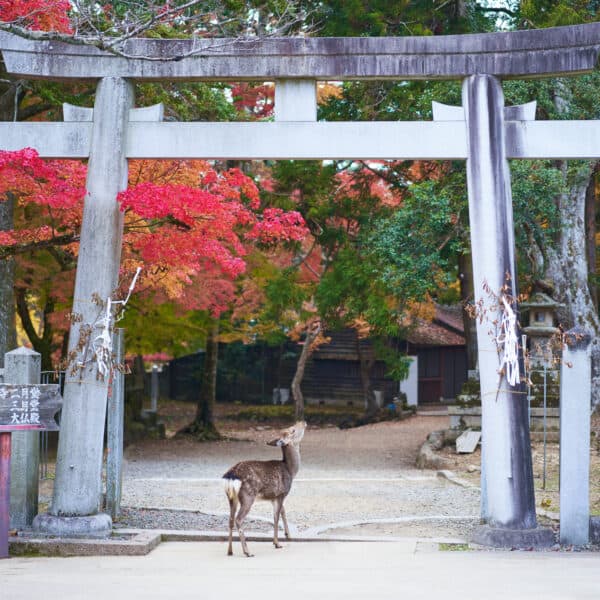 Deer looking up under gray torii gate