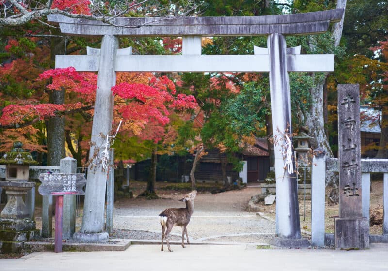 Deer looking up under gray torii gate