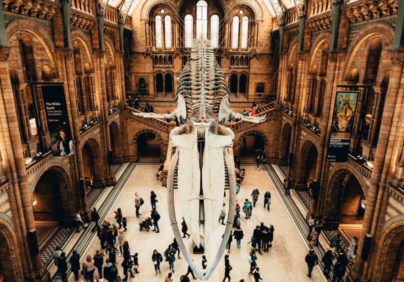 Large dinosaur skelton hung over a museum atrium