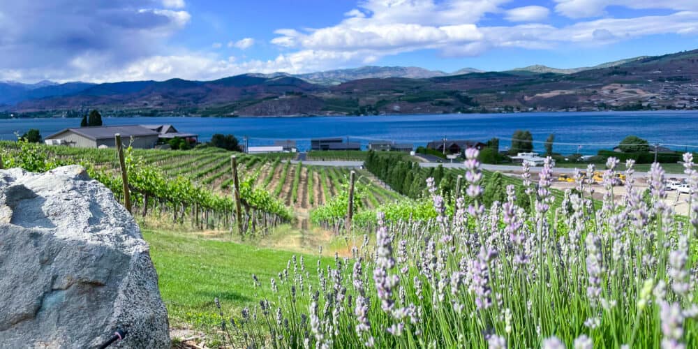 View of vineyard with flowers in the foreground with the lake and mountains in the background