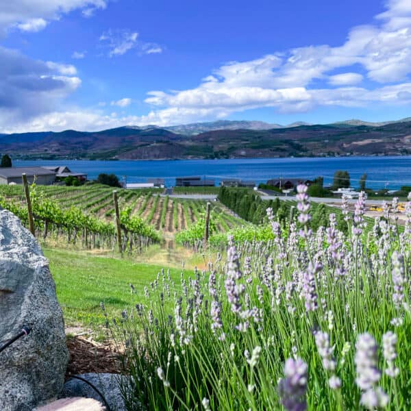 View of vineyard with flowers in the foreground with the lake and mountains in the background